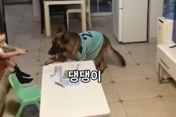 댕댕이