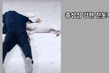 충성심 강한 진돗개